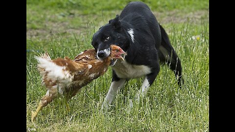 Chicken VS Dog Fight - Funny Dog Fight Videos new 2021