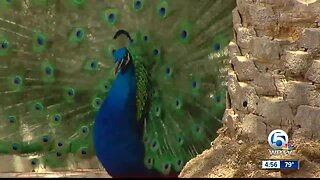 Delray Beach neighborhood wants to keep peacock population safe