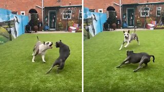 Elderly Dog Shows Off His Speed And Agility