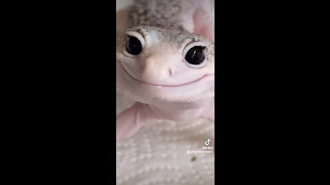 Gecko smiling can make you happier