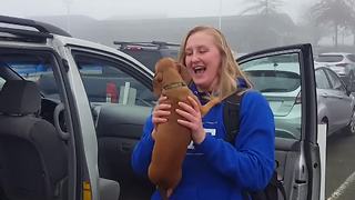 Best Friends Reunion: A Girl And Her Dog Meet For Christmas