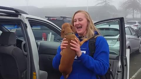 Best Friends Reunion: A Girl And Her Dog Meet For Christmas