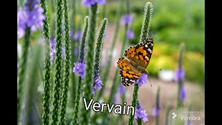 Vervain