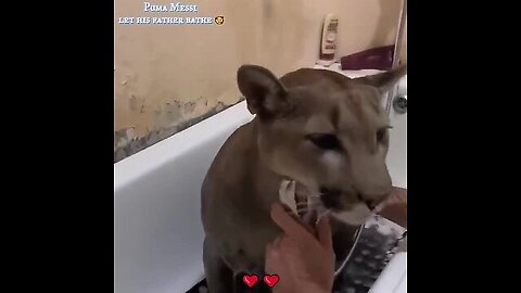 Puma messi let his father bathe