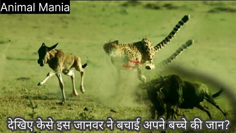 क्या ये जंगली भैंसा 🐃 अपने बच्चे की जान इस तेंदुए 🐆 से बचा पाएगा???🤔 Wilderbest V/S Leopard who win?