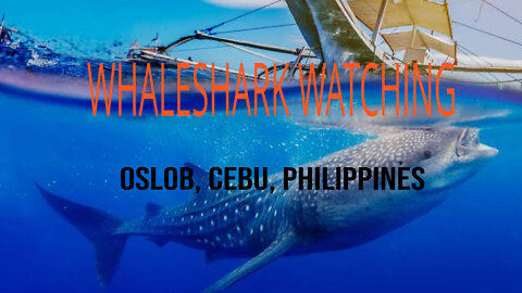 WHALE SHARK WATCHING OSLOB, CEBU PHILIPPINES