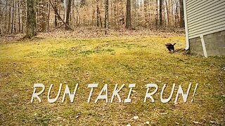 Taki the Beagle running
