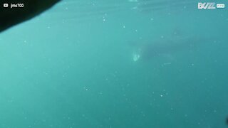 Mergulhador vê tubarão-elefante de perto