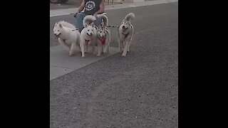 Man finds innovative way to walk husky pack