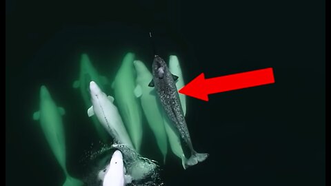 Lonely Narwhal Gets Adopted By Whales
