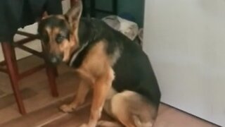 German Shepherd Puppy Literally Cannot Hide His Guilt