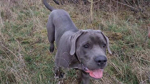 Bruce The Puppy Cane Corso 50 KG 110 Lbs 10 Months Old Walking