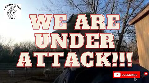 Our homestead is under attack! Predators like never before.