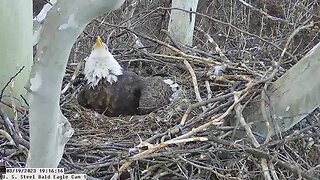 USS Eagles - Adult intruder in nest; Irvin sends it over the side (Cam 1) 2-19-23 @19:16