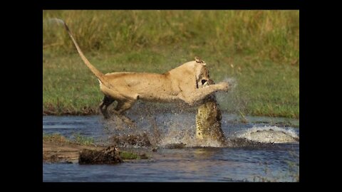 Hungry Crocodile Attacking a Llion !!