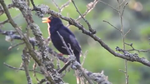 Black bird singing