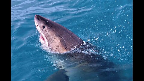 Man Sleeping on Boat Killed by 12 Ft Shark