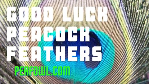 Good Luck Peacock Feathers, Peacock Minute, peafowl.com