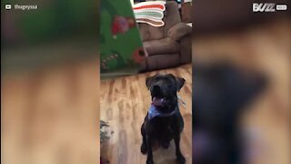 Ce chien perd la boule avec son cadeau de Noël