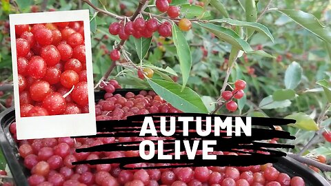 Plant spotlight - Nitrogen Fixing Autumn Olive