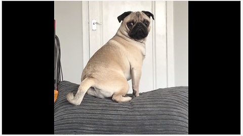 Pug Is Furious Until Food Is Mentioned