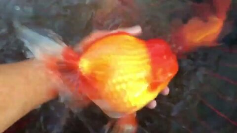 World most beautiful and best quality goldfish are in Thailand-4
