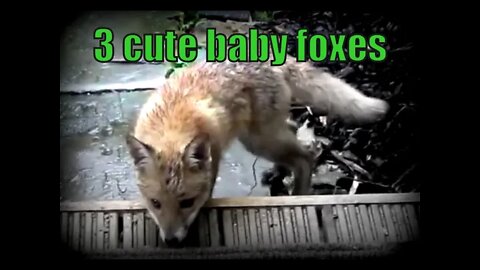 🦊 3 Uber Cute baby #fox cubs frolicking in a London urban garden