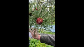 watching pine cones grow