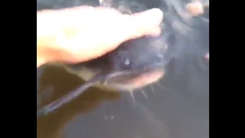 Giant catfish loves to be petted