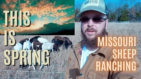 Missouri Hairsheep Ranching. Battling the Elements! #homesteading #sheep #farming