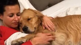 Golden retriever won't let her owner stop petting her