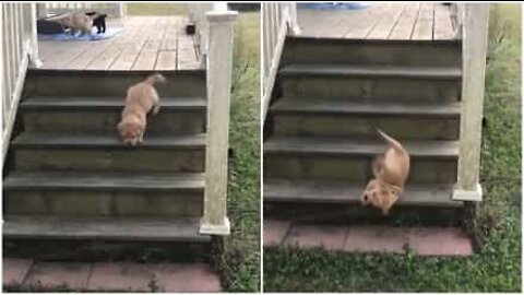 A queda mais trapalhona de um labrador bebé