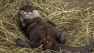 Adorable Otter Loves His Fresh Bedding
