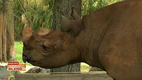 Busch Gardens | Morning Blend