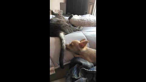 Chihuahua puppy loving pesters feline friend