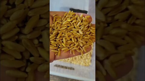 All About Kamut /Khorasan Wheat