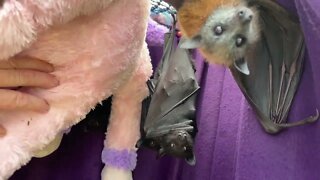 Check Out A Bat's Nursery And Bedroom - Meet Mandi's Bats, Cute Flying Foxes