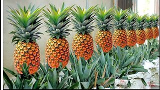 Tips For Growing Pineapple Super Fast From The Tops Discarded, Can't Be Ignore