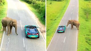 Wild elephant greets drivers on the road in Sri Lanka