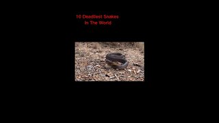 10 Most Deadliest Snakes In The World #shorts