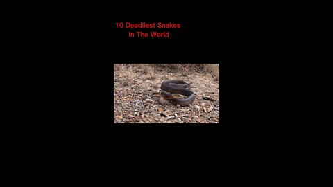 10 Most Deadliest Snakes In The World #shorts