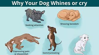 Reasons Why Your Dog Whines and How to Stop It ! #dog #dogfacts #doglovers