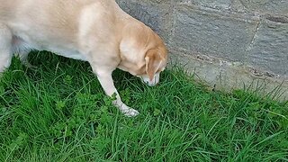 Dog eats some grass