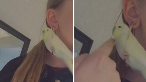 Parrot uses owner's earrings as personal swing toy