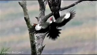 Pileated Woodpecker Flies By Red Tailed Hawk 🌲 12/10/22 12:54