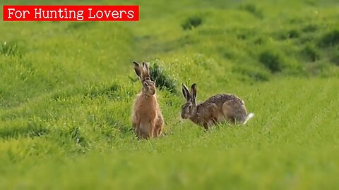 Unbelievable Hare with high speed vs Greyhounds who will win? Невероятный заяц с высокой скоростью
