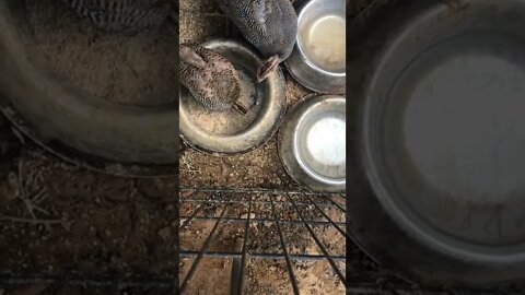 Spying on baby guinea fowl while they eat