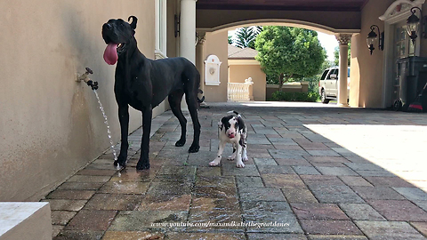 Great Dane Teaches Puppy How To Drink From Tap