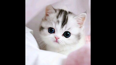 Cute baby animal