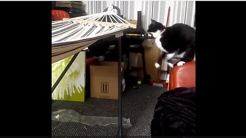 Cat jumping onto hammock leads to epic fail